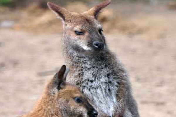 Attività per Bambini e Ragazzi Toscana Mare - Immobiliare Toscana Mare